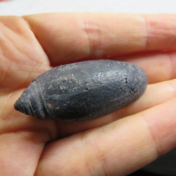 Black & White and Patterned REAL Sea Shells variety of sizes and styles - Picture 3 of 16